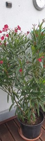 Oleander czerwony ogromny krzew-3