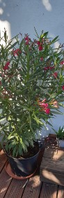 Oleander czerwony ogromny krzew-4