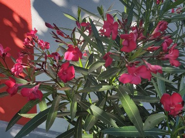 Oleander czerwony ogromny krzew-1