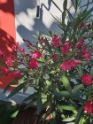 Oleander czerwony ogromny krzew