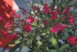 Oleander czerwony ogromny krzew