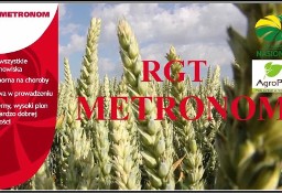 Pszenica Ozima METRONOM Idealna w trudnych warunkach Nasiona Top Farms