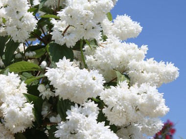 Żylistek białe kwiatki sadzonka-1