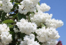 Żylistek białe kwiatki sadzonka