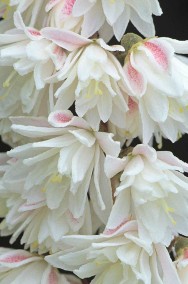 Żylistek białe kwiatki sadzonka-2