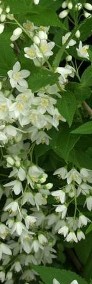Żylistek białe kwiatki sadzonka-4