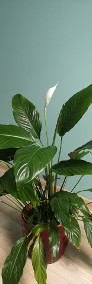 Skrzydłokwiat duża roślina doniczkowa ok.70 cm -4
