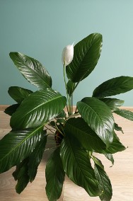 Skrzydłokwiat duża roślina doniczkowa ok.70 cm -2