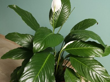 Skrzydłokwiat duża roślina doniczkowa ok.70 cm -1
