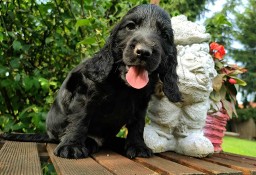 Urocze czarne spanielki