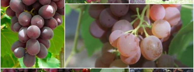 Zestaw 6 winogron bezpestkowych. Winorośl sadzonki-1