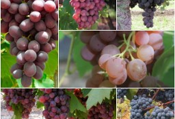 Zestaw 5  winogron bezpestkowych. Winorośl sadzonki