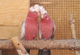 Kakadu Różowe para