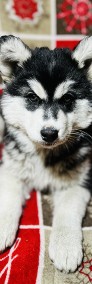 SZCZENIAKI - SIBERIAN HUSKY-4