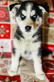 SZCZENIAKI - SIBERIAN HUSKY-2