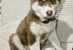 SUCZKI - SIBERIAN HUSKY