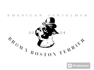 Amerykański gentelmen Boston Terrier -1