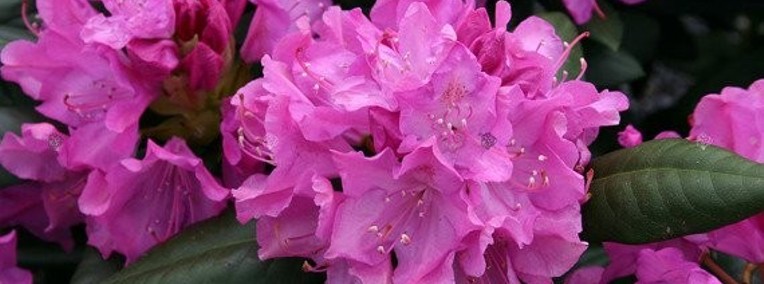 Różanecznik 'Roseum Elegans/Rhododendron 'Roseum Elegans' C5-1