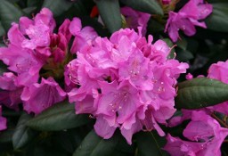 Różanecznik 'Roseum Elegans/Rhododendron 'Roseum Elegans' C5