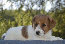 Jack Russell Terrier- ZKwP