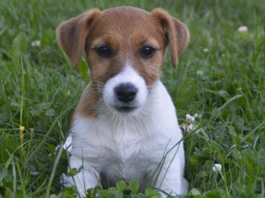 Jack Russell Terrier- ZKwP-1