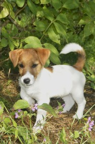 Jack Russell Terrier- ZKwP-2