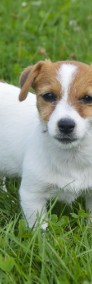 Jack Russell Terrier- ZKwP-3