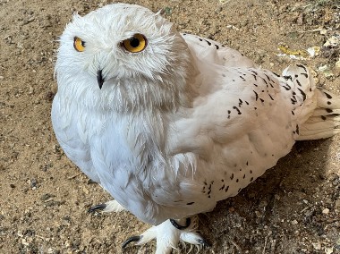 Puchacz śnieżny para, Bubo scandiacus, Sowy -1