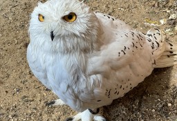 Puchacz śnieżny para, Bubo scandiacus, Sowy 