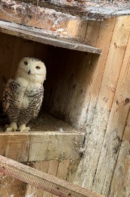 Puchacz śnieżny para, Bubo scandiacus, Sowy -2