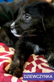 Golden Retriever + Labrador Mix -2