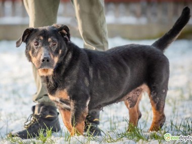 BULI - kochany, wyjątkowy psiak, skazany na samotność?-1