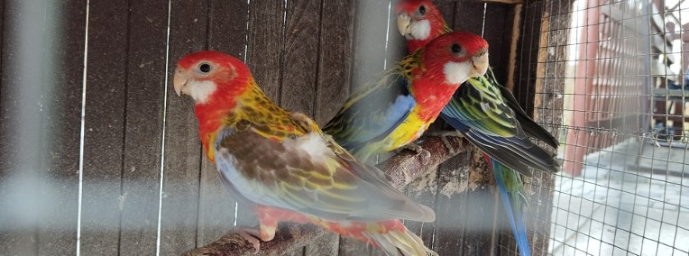 Papugi rozele białolice -1