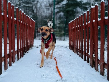 Spójrz tylko w oczy moje one pragną człowieka Lukier-1