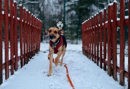 Spójrz tylko w oczy moje one pragną człowieka Lukier