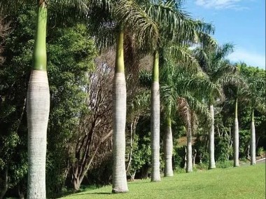 Palma Butelkowa  2- 4 Metry Palmy egzotyczne tropikalne Drzewa do Ogrodu Rośliny-1
