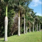 Palma Butelkowa  2- 4 Metry Palmy egzotyczne tropikalne Drzewa do Ogrodu Rośliny