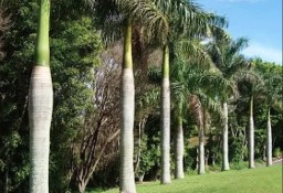 Palma Butelkowa  2- 4 Metry Palmy egzotyczne tropikalne Drzewa do Ogrodu Rośliny