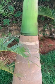 Palma Butelkowa  2- 4 Metry Palmy egzotyczne tropikalne Drzewa do Ogrodu Rośliny-2