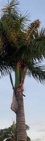 Palma Butelkowa  2- 4 Metry Palmy egzotyczne tropikalne Drzewa do Ogrodu Rośliny-3