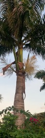 Palma Butelkowa  2- 4 Metry Palmy egzotyczne tropikalne Drzewa do Ogrodu Rośliny-4