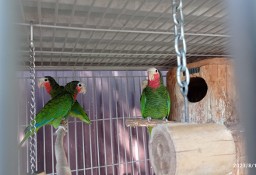 Papugi Amazonki  Kubańskie, Niebieskoczelne