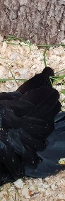 Żałobnica rudosterna ( Calyptorhynchus banksii ) kakadu z  2019 r.-3