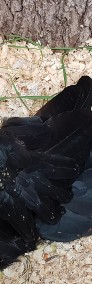 Żałobnica rudosterna ( Calyptorhynchus banksii ) kakadu z  2019 r.-4