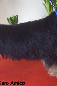 Yorkshire Terrier - suczka  wielkości STANDARD FCI/-2