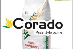 Pszenżyto Ozime CORADO - Plenne Zdrowe Sztywne Nasiona Pszenżyta Danko