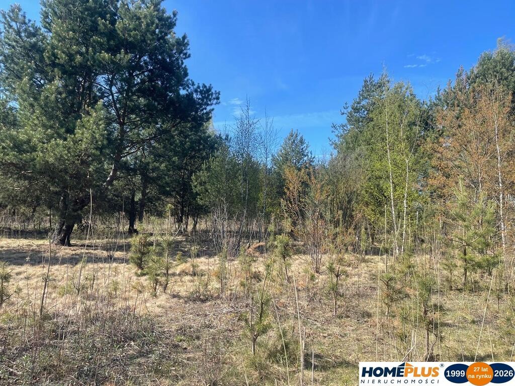 Idealne miejsce na dom,6241 m² blisko lasu i rzeki - Widok 3