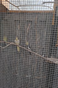 Papugi Nimfy i faliste -2