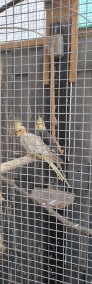 Papugi Nimfy i faliste -3