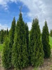 THUJA SMARAGD 220-250CM TUJA SZMARAGD 220-250CM CENA PROMOCYJNA! DOSTAWA GRATIS!